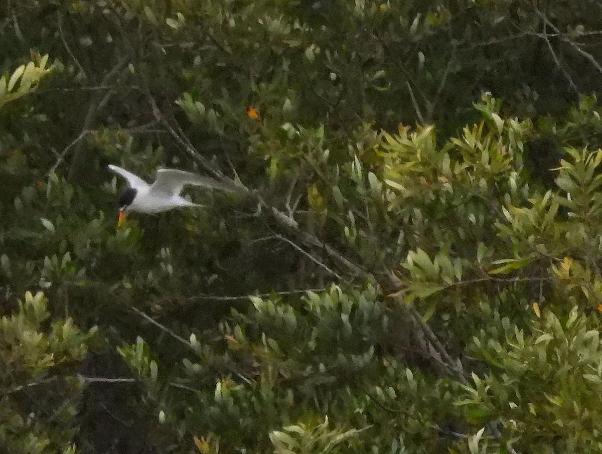 Least Tern - ML468724591