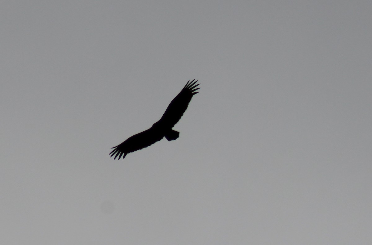 Turkey Vulture - ML46872481