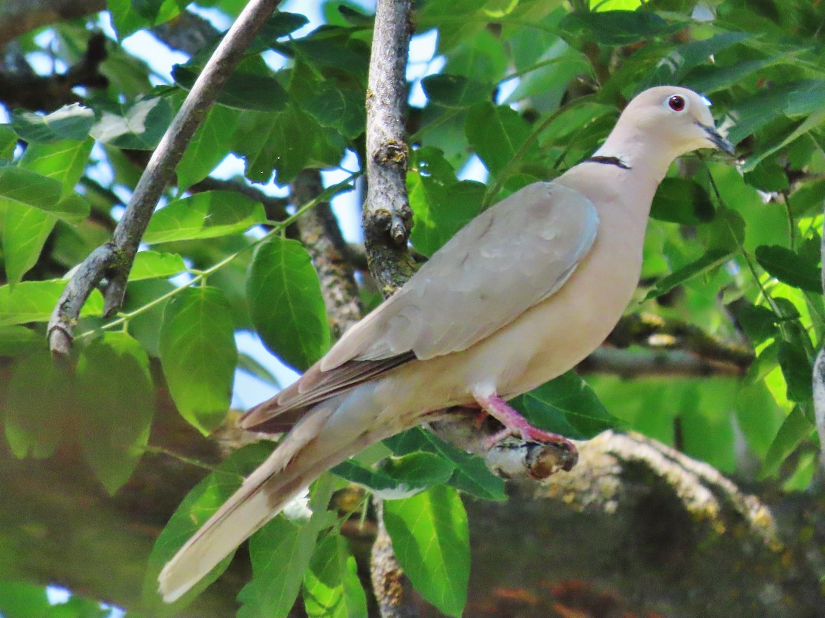 Eurasian Collared-Dove - Craig Johnson