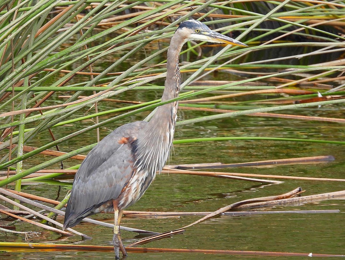 Great Blue Heron - ML468725401
