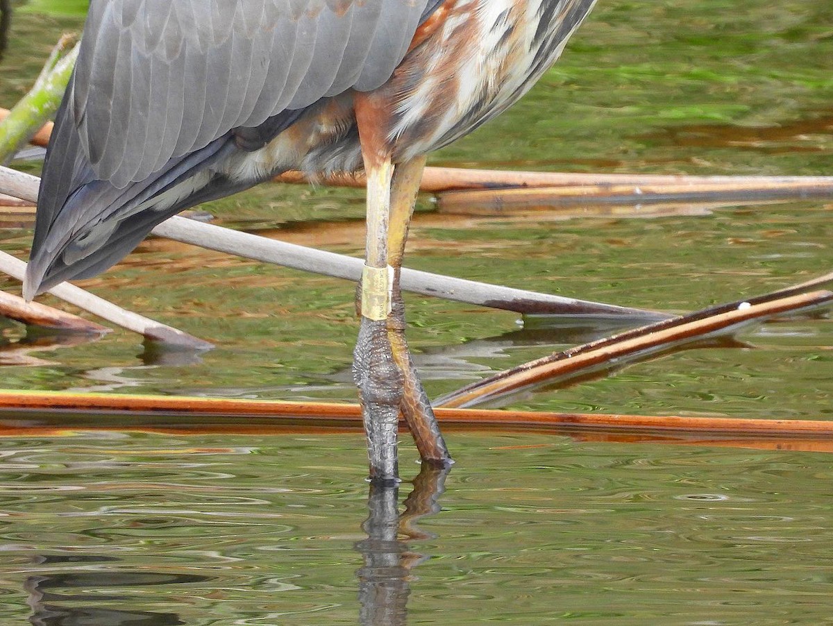 Great Blue Heron - ML468725421