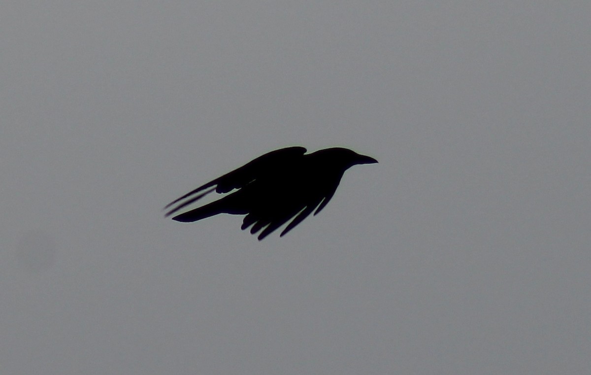 American Crow - ML46872621