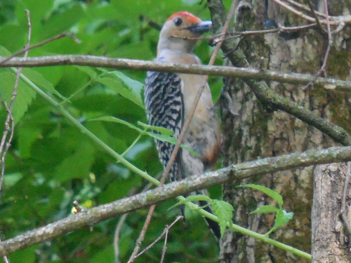 Red-bellied Woodpecker - Hazem Alkhan