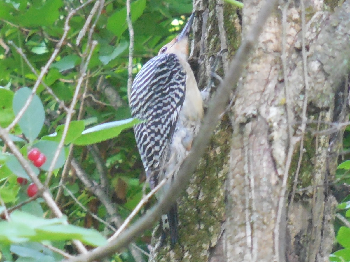 Red-bellied Woodpecker - Hazem Alkhan