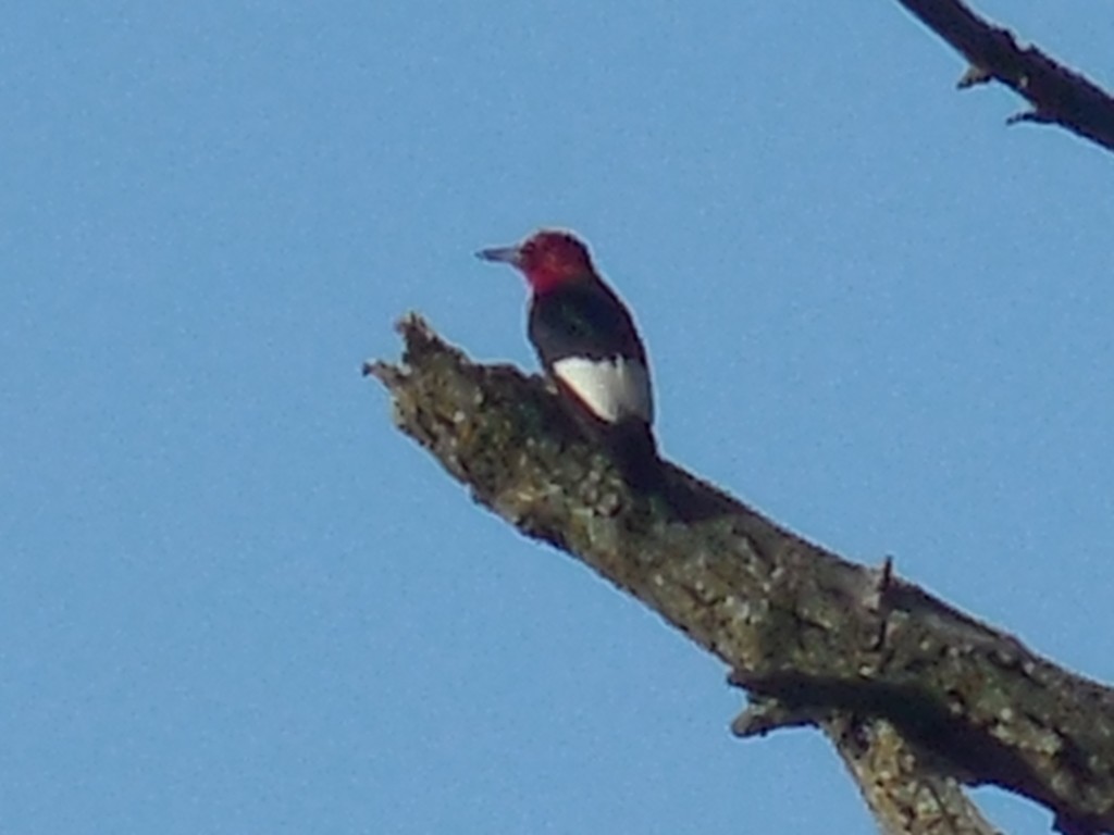 Pic à tête rouge - ML468727351