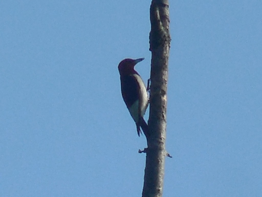 Red-headed Woodpecker - ML468727361