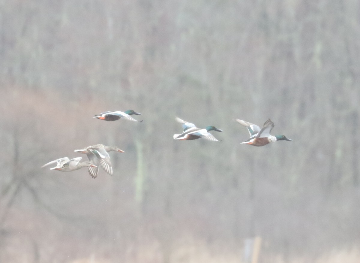 Northern Shoveler - Bobby Brown