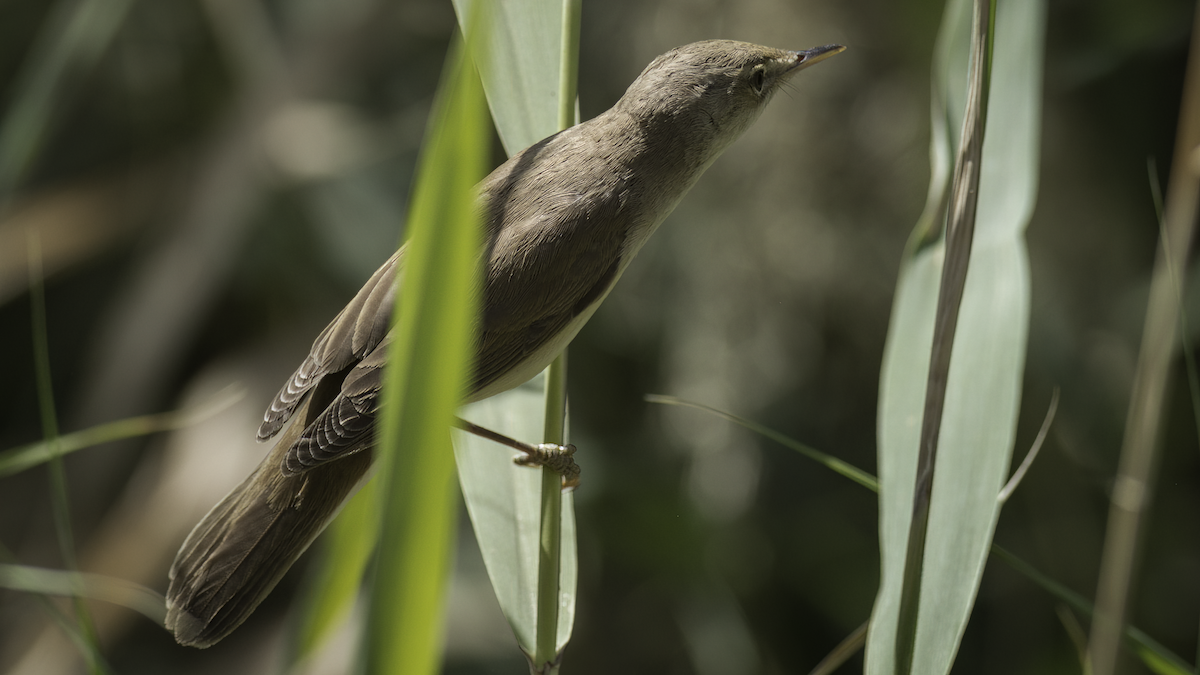 Common Reed Warbler (Caspian) - ML468727461