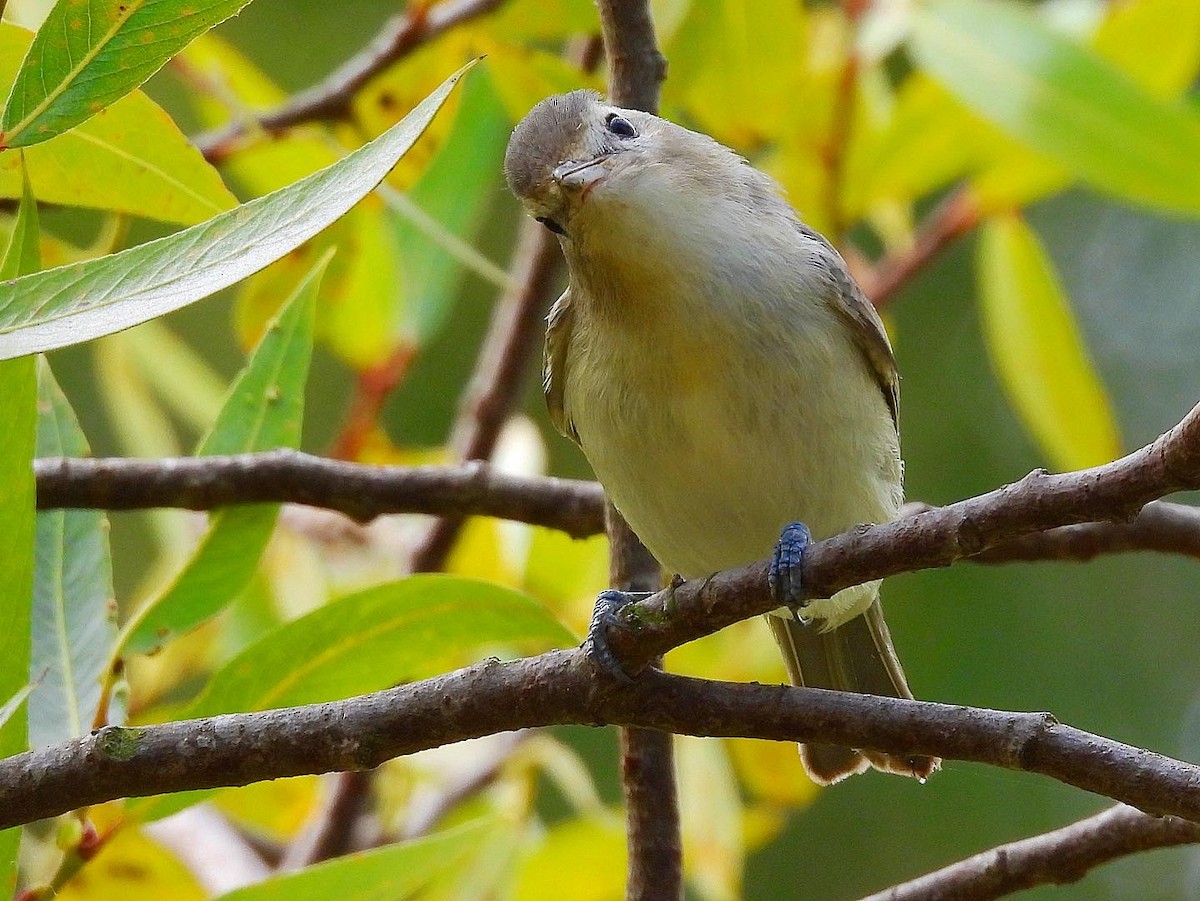 Warbling Vireo - ML468728271