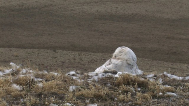 Snowy Owl - ML468729