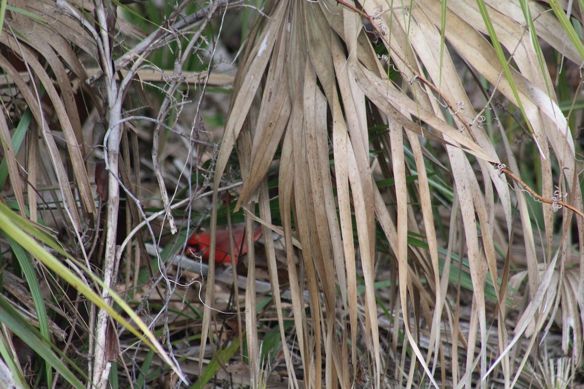 Northern Cardinal - ML46872941