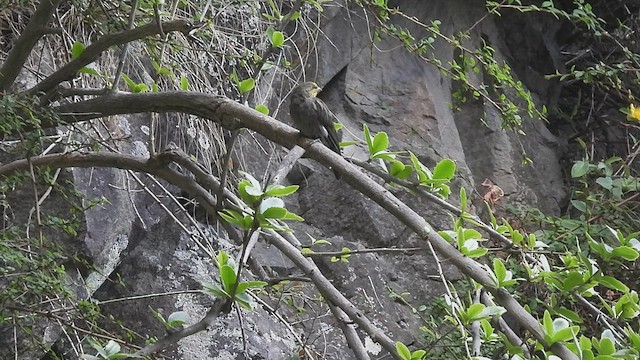 Yellow-rumped Honeyguide - ML468731711