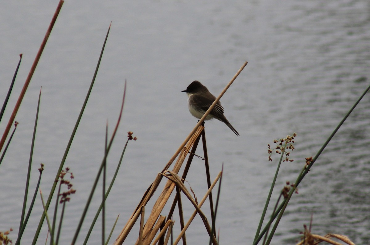 Eastern Phoebe - ML46873181