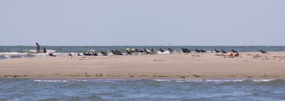 Eurasian Oystercatcher - ML468733391