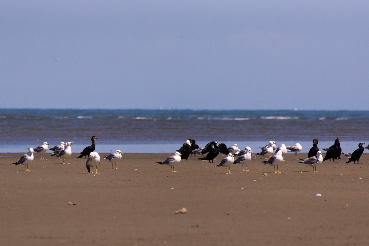Yellow-legged Gull - ML468733481