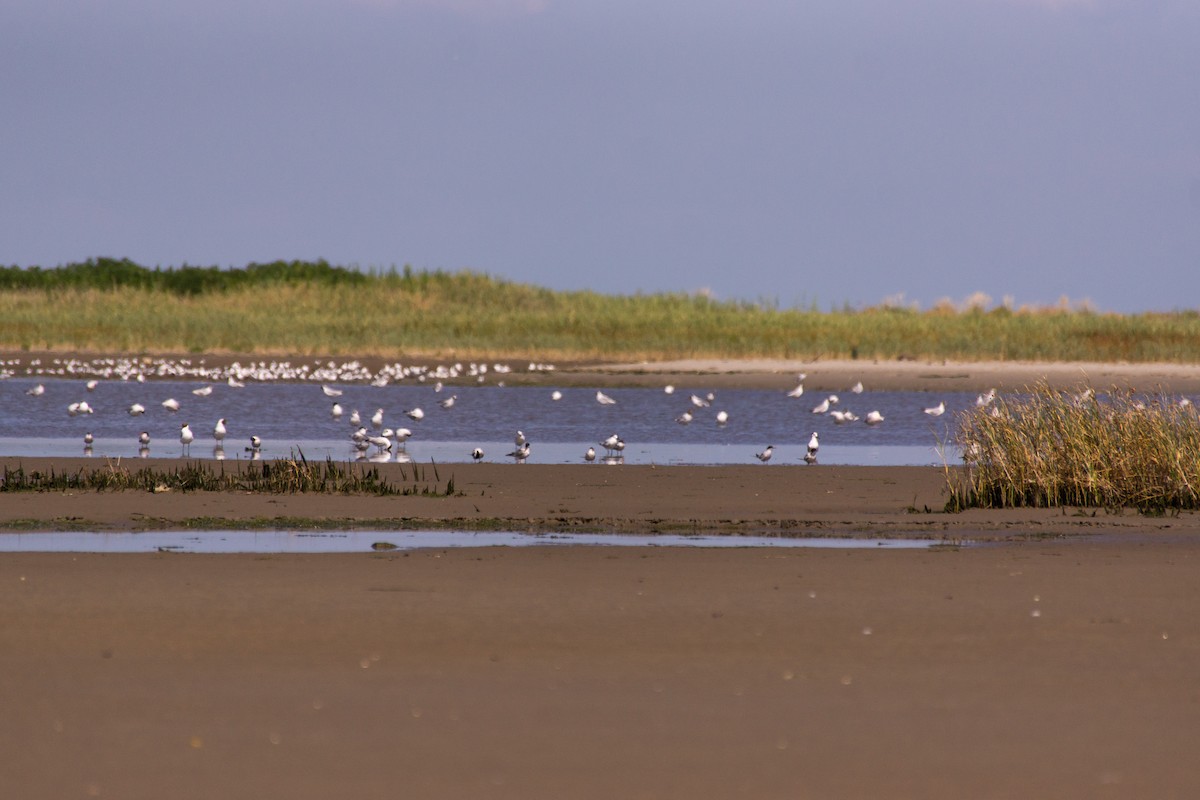 Sandwich Tern - ML468733651