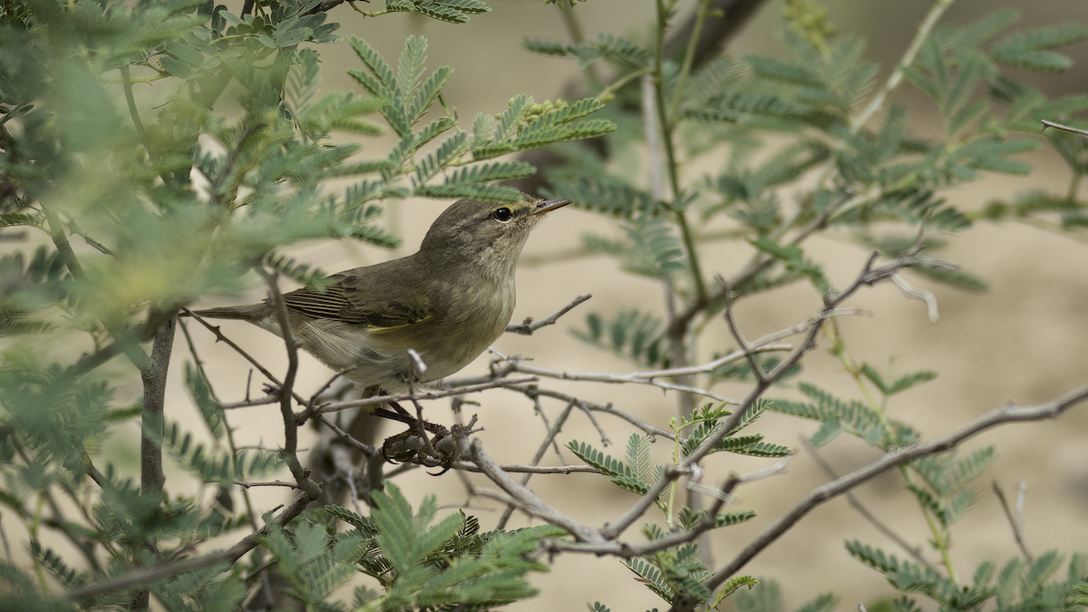 Common Chiffchaff (Common) - ML468733861