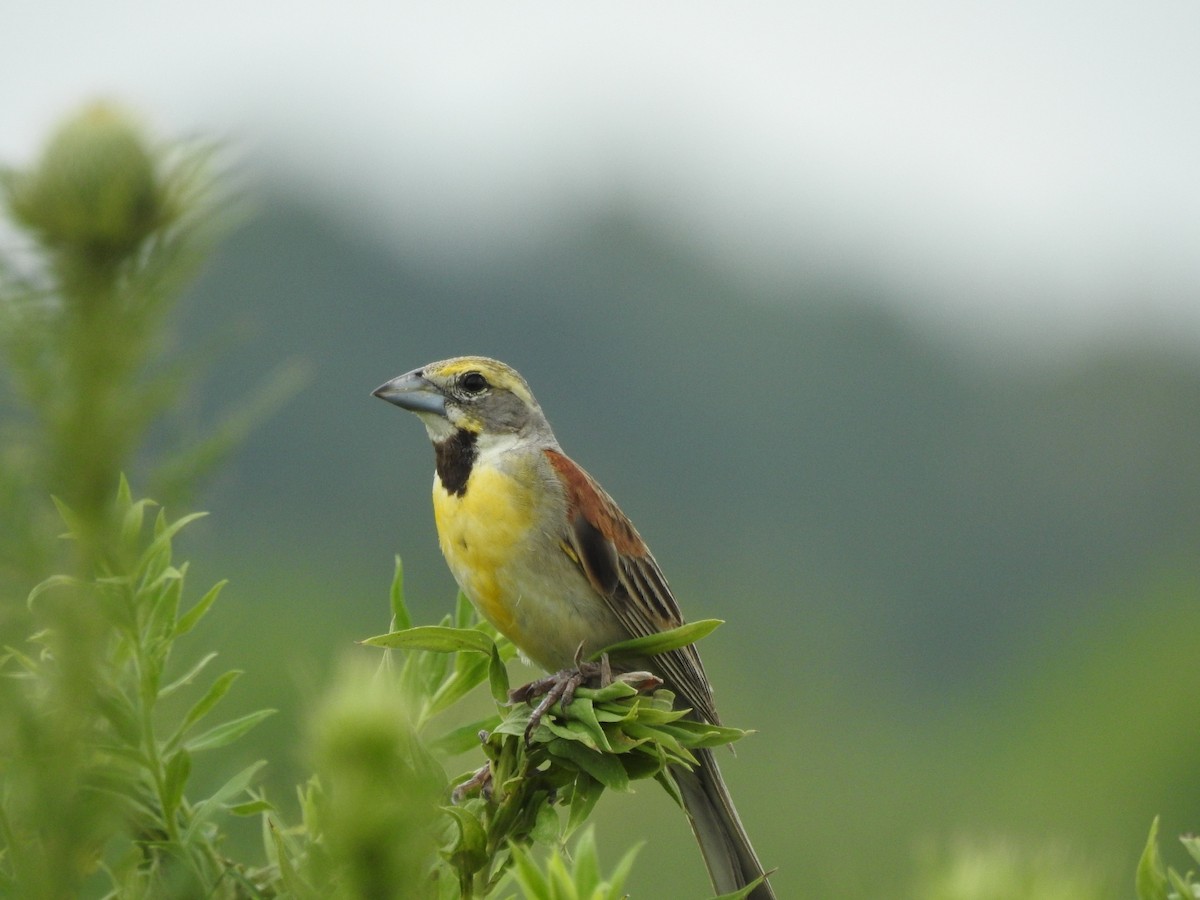 Dickcissel d'Amérique - ML468734751