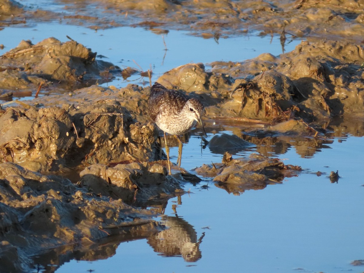 鷹斑鷸 - ML468736371