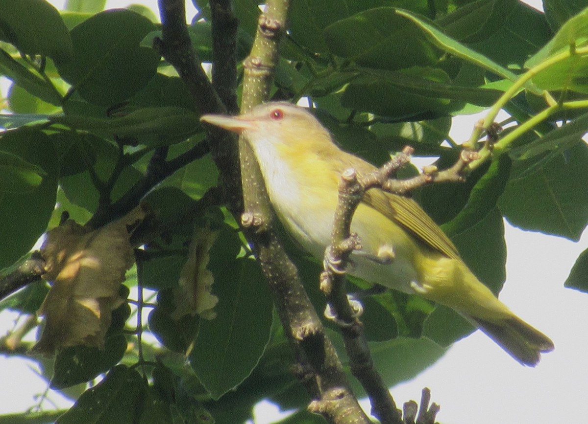 Yellow-green Vireo - Andrew Wolfgang