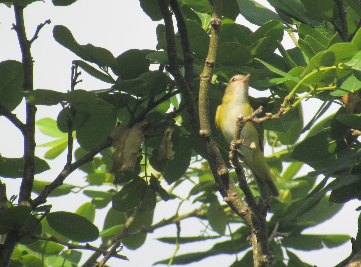 Yellow-green Vireo - Andrew Wolfgang