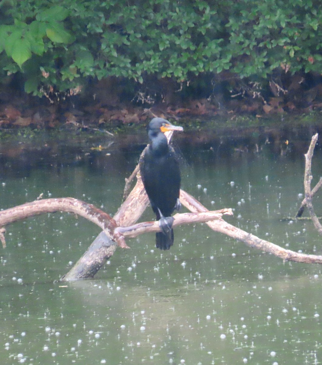 Cormoran à aigrettes - ML468737001