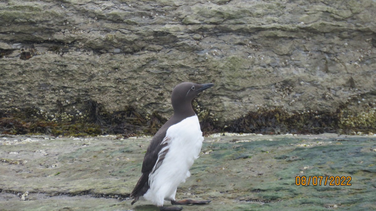 Common Murre - René Langlois