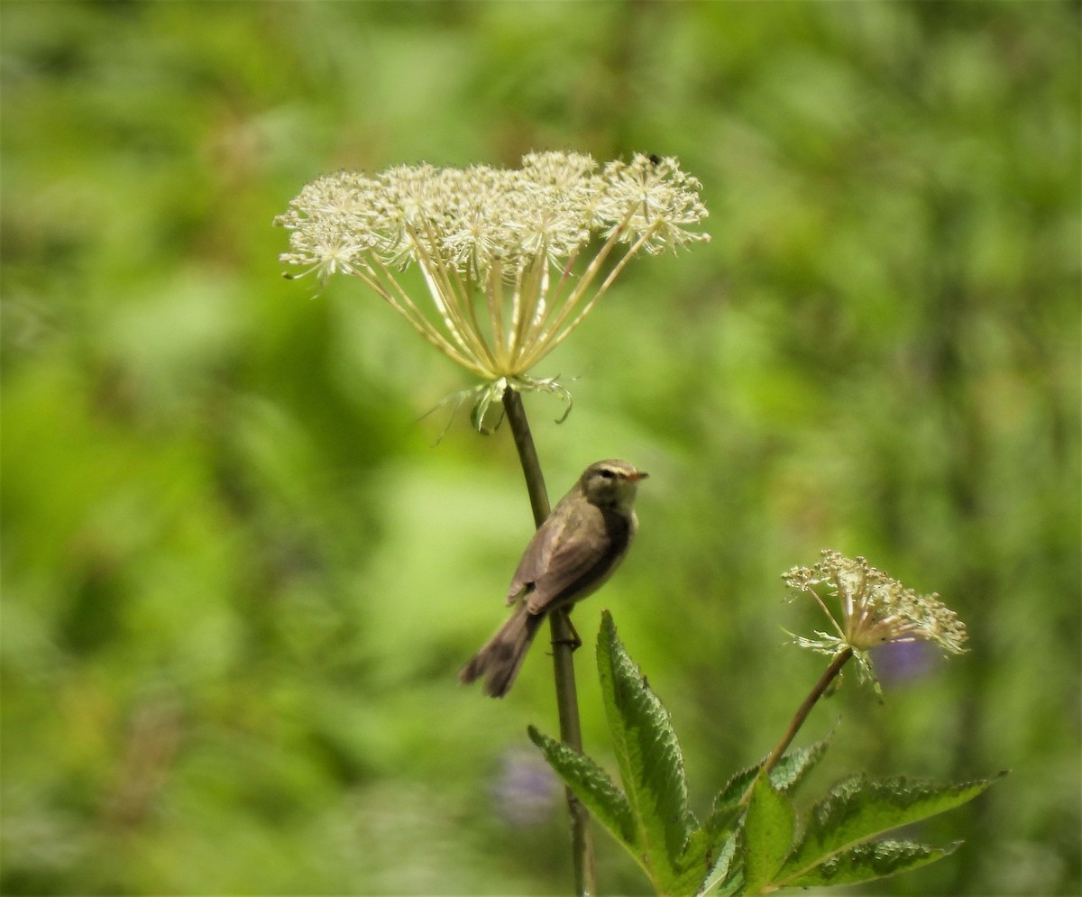 Aberrant Bush Warbler - ML468737541