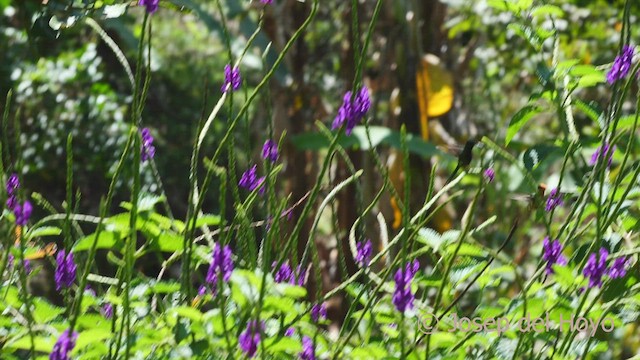 Rufous-crested Coquette - ML468738151