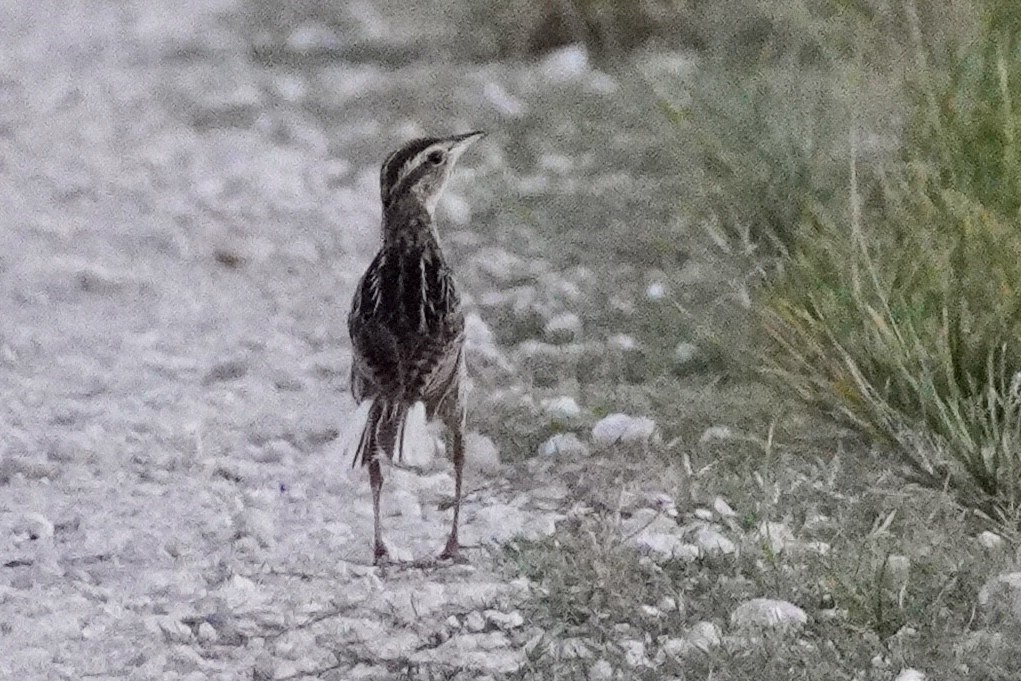 Eastern Meadowlark - ML468738491