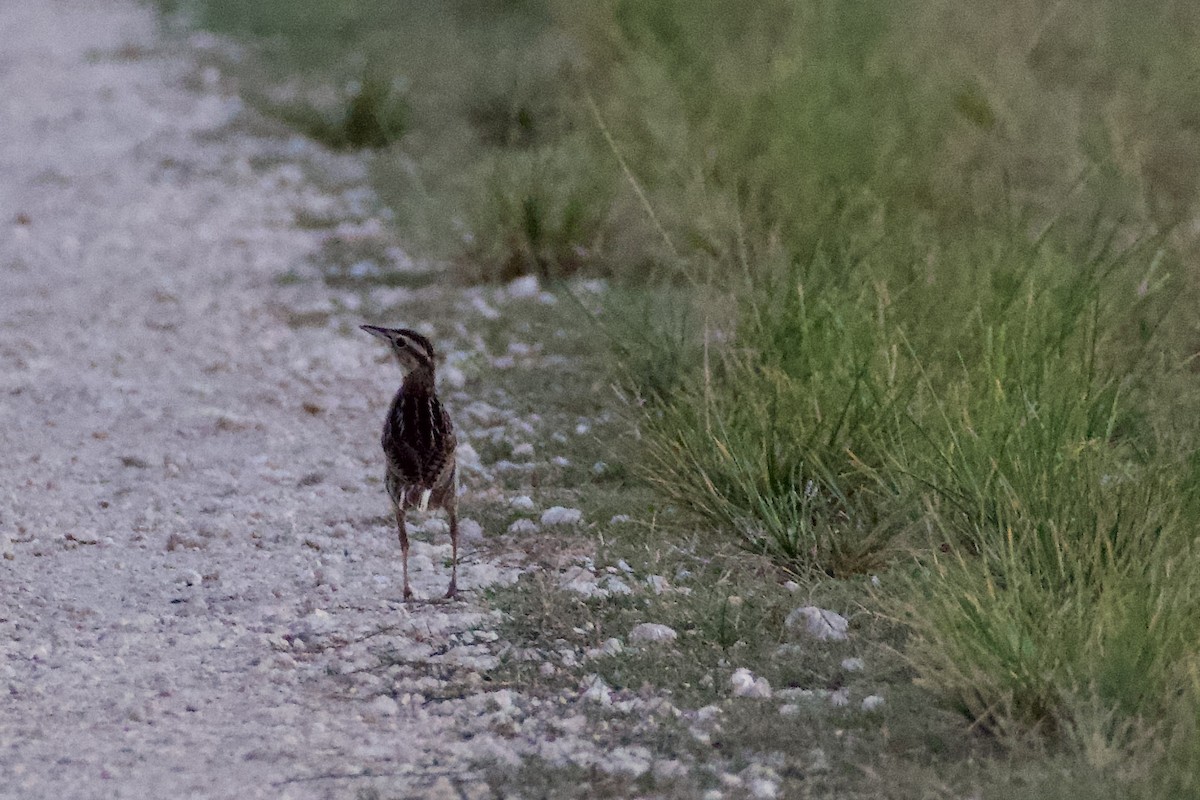 Eastern Meadowlark - ML468738501