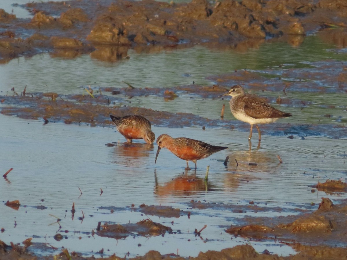 Curlew Sandpiper - ML468738521