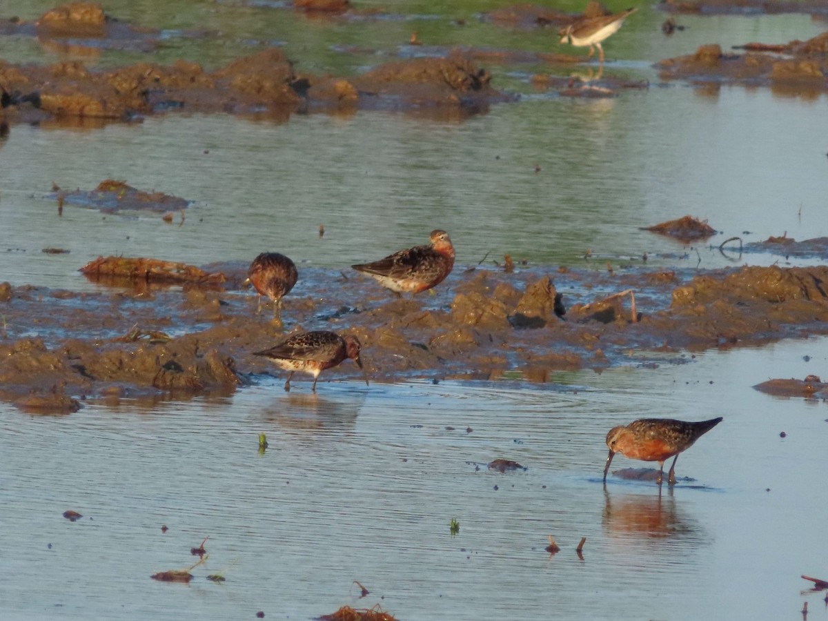 Curlew Sandpiper - ML468738671