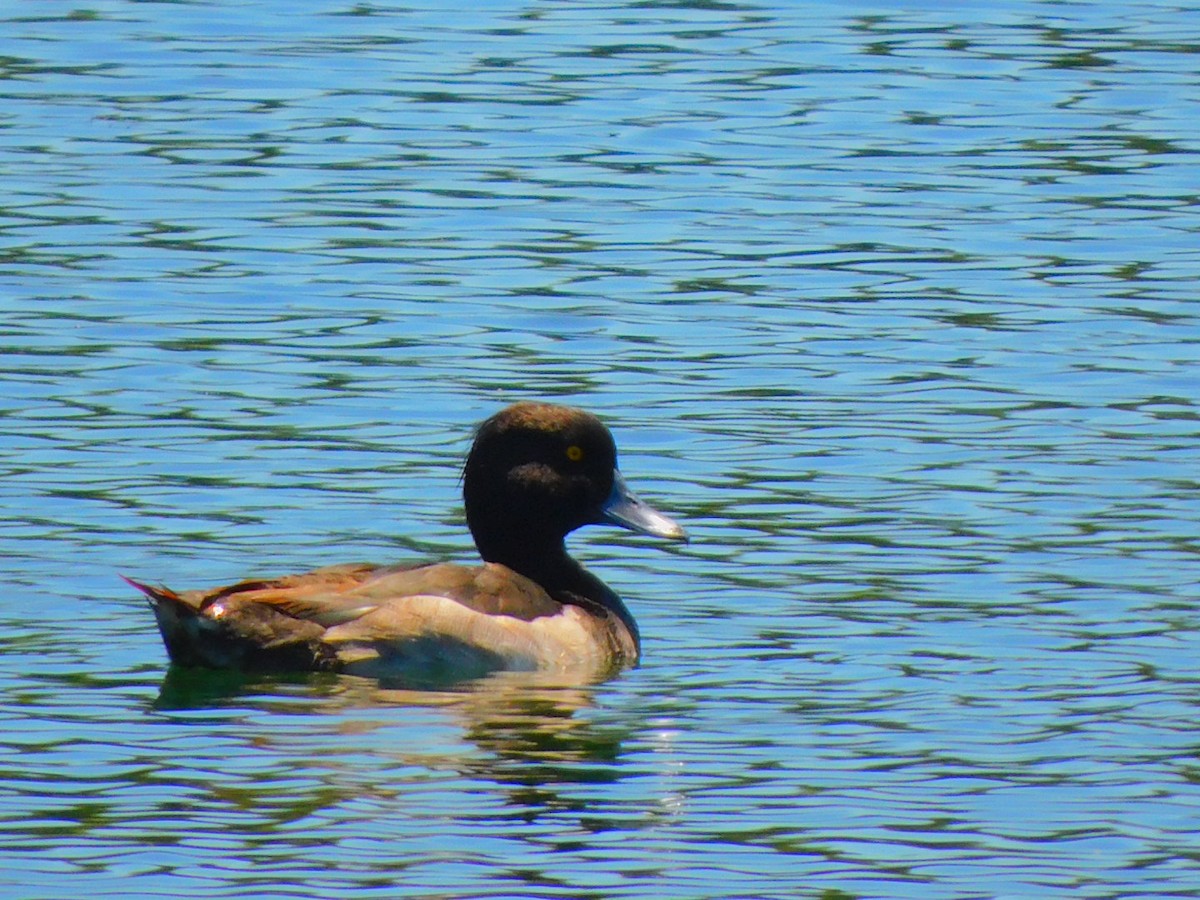 Tufted Duck - ML468739521