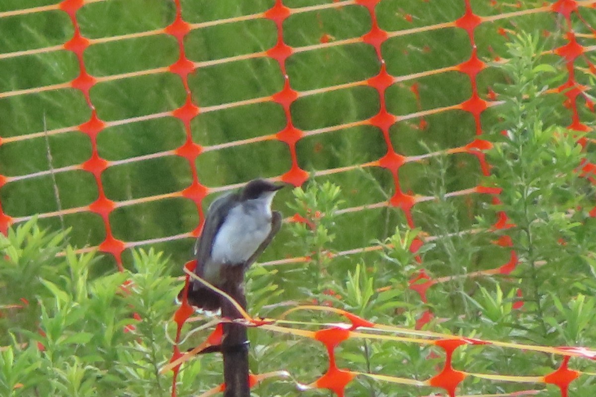 Eastern Kingbird - ML468739621