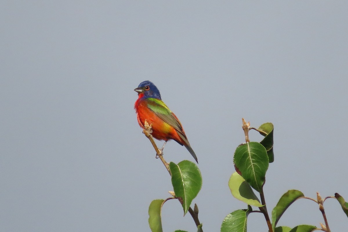 Painted Bunting - ML468739691