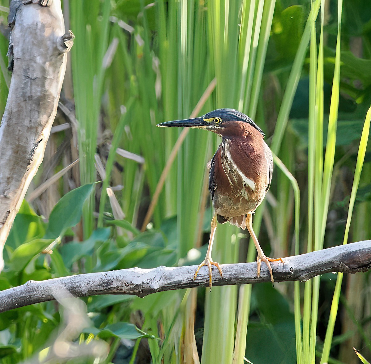 Green Heron - ML468740111