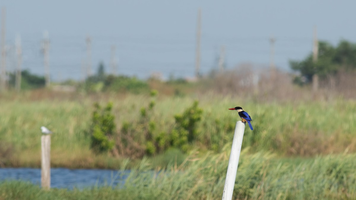 Black-capped Kingfisher - ML468741381