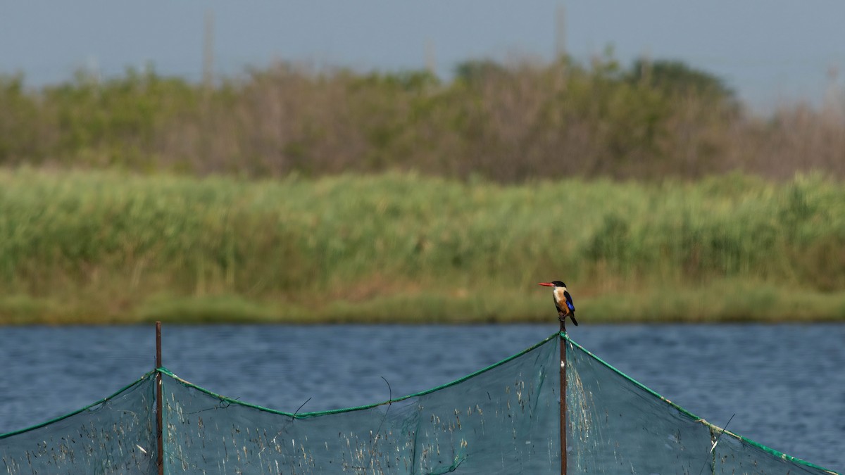 Black-capped Kingfisher - ML468741641