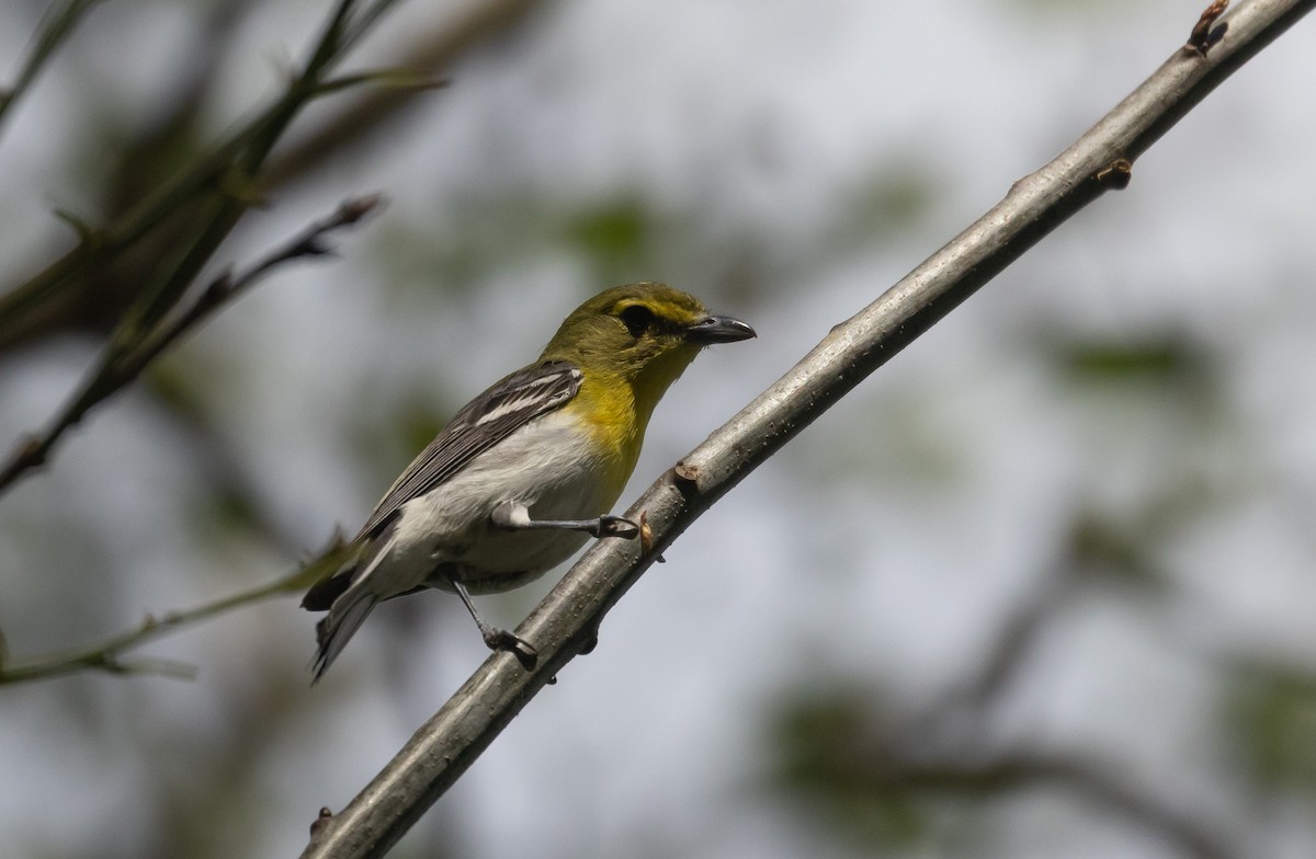 Yellow-throated Vireo - ML468742091