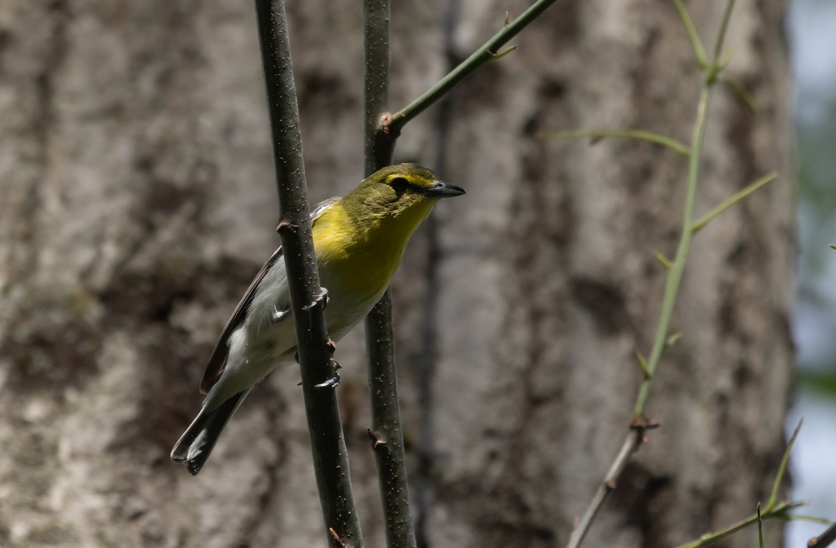 Yellow-throated Vireo - ML468742101