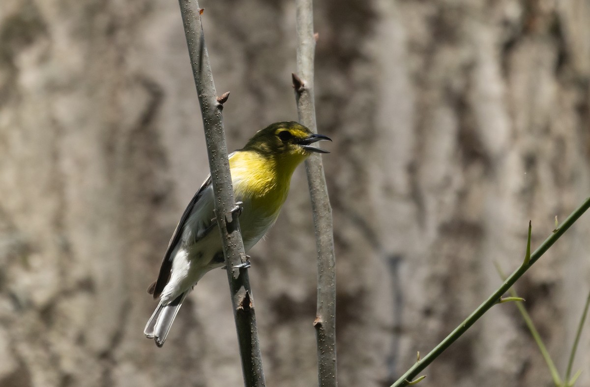 Vireo Gorjiamarillo - ML468742111