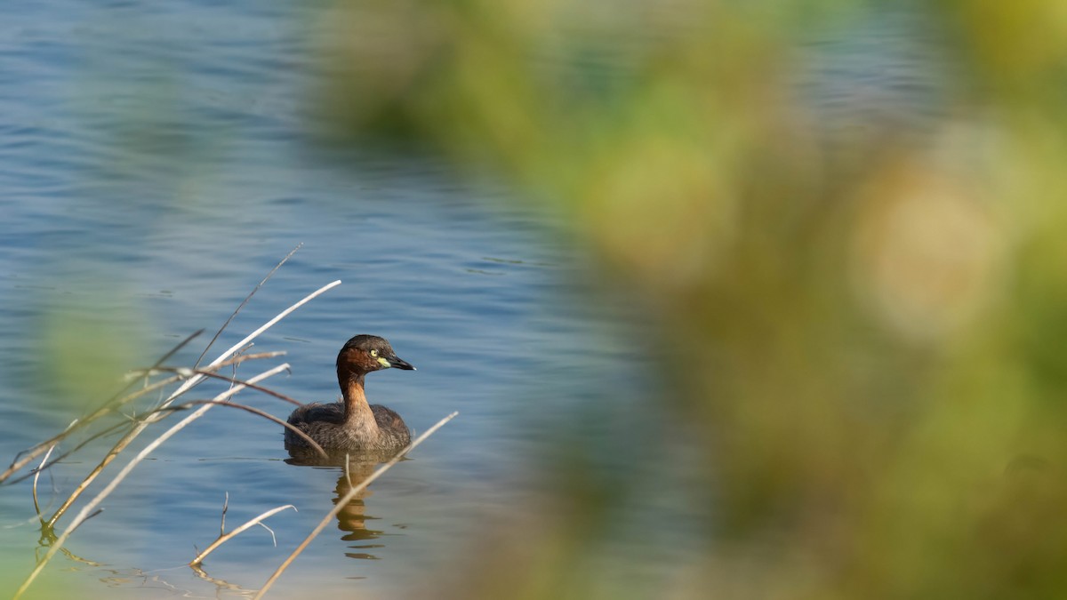 Little Grebe - ML468742531