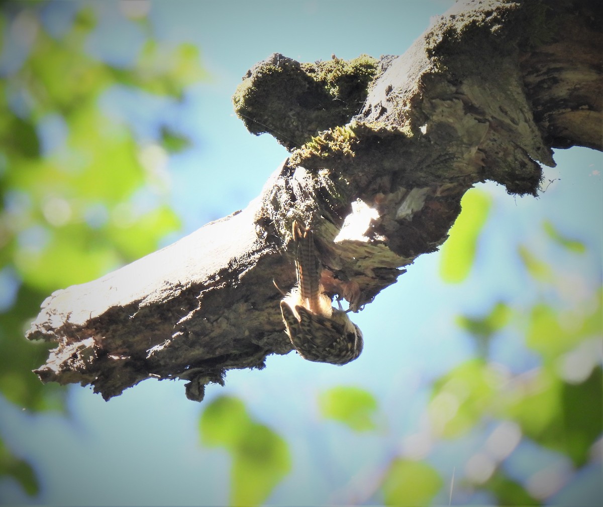 Bar-tailed Treecreeper - ML468742811