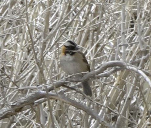 Rufous-collared Sparrow - ML468743571