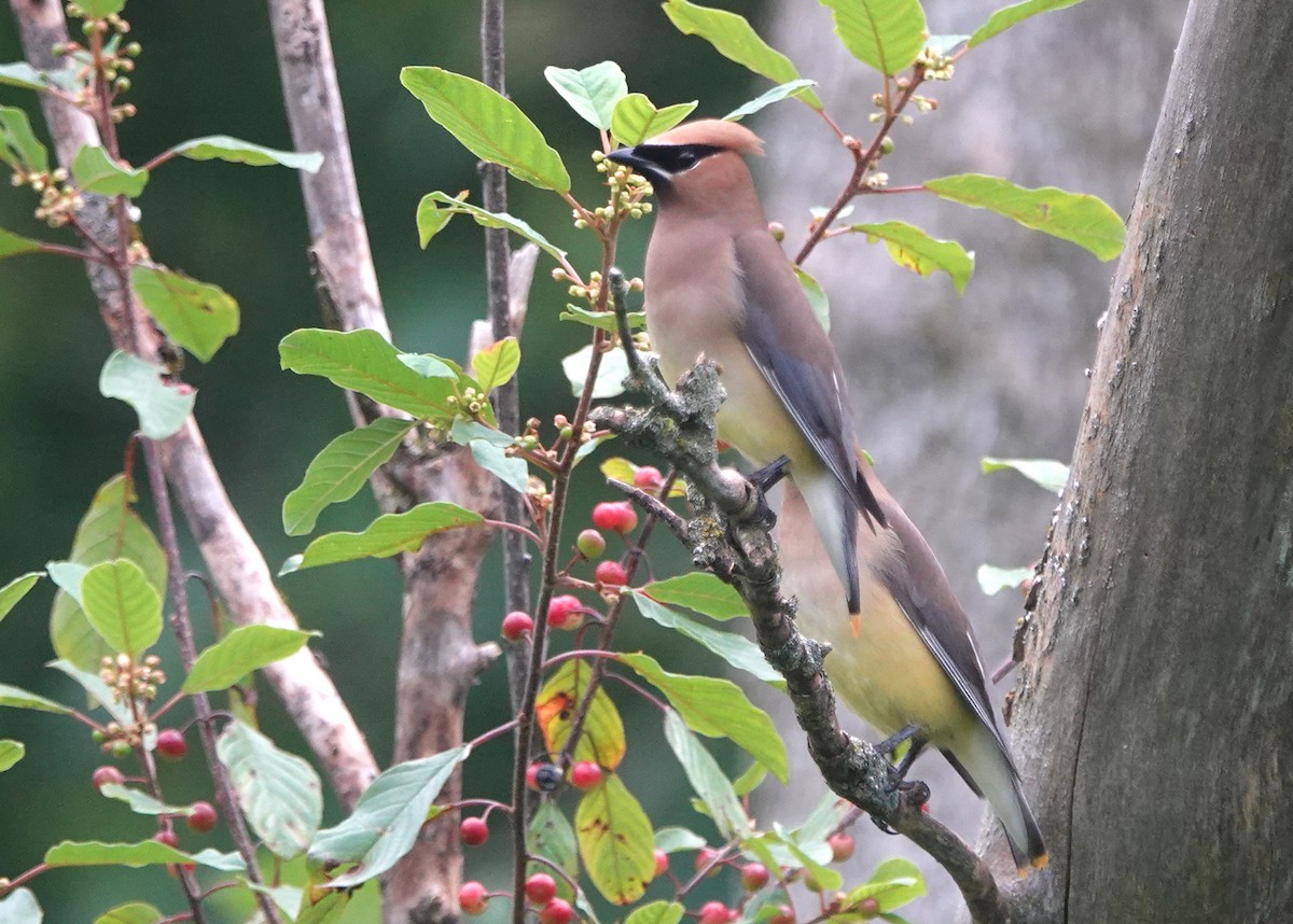 Cedar Waxwing - ML468744141