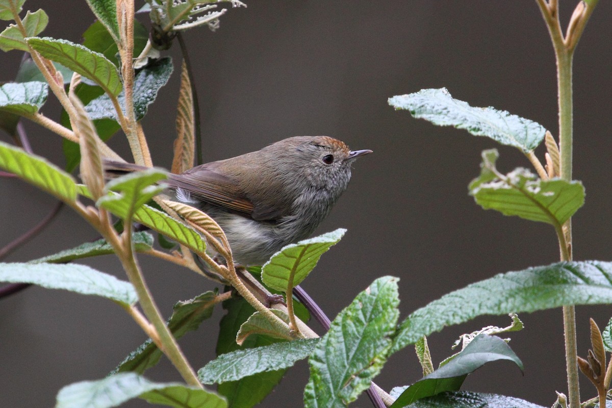 Tasmanian Thornbill - Ric Else