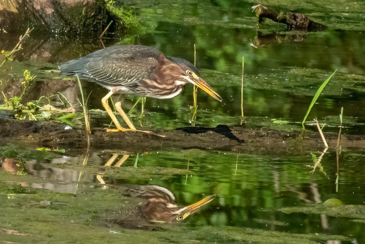 Green Heron - ML468745391