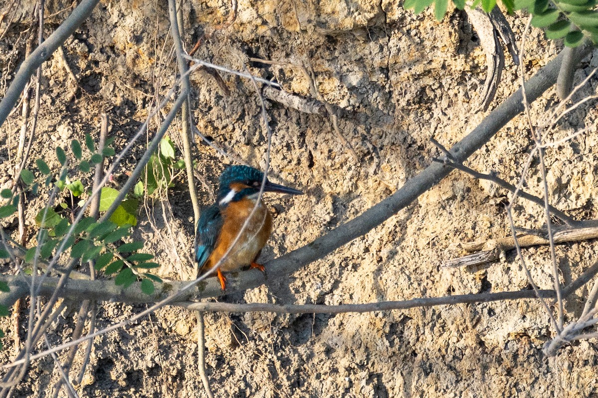 翠鳥 - ML468745591