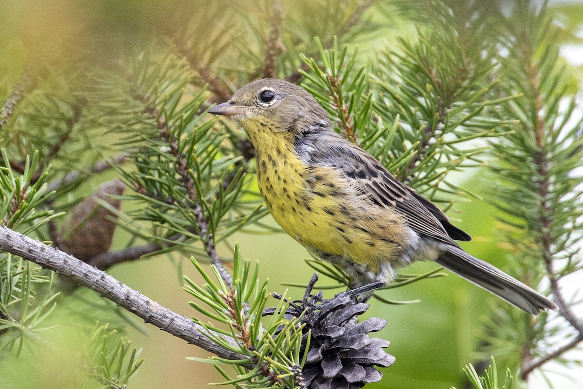 Kirtland's Warbler - Garrett Little